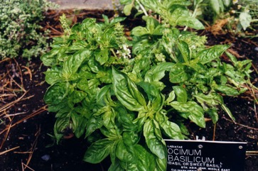 Sweet basil