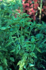 Sweet basil