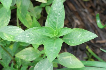 Sweet basil