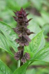 Sweet basil