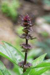 Sweet basil