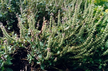 Holy basil, Bush tea leaf, Sacred Basil
