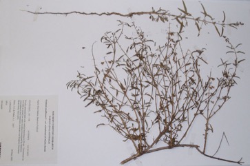 Holy basil, Bush tea leaf, Sacred Basil