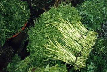 Water drop wort, Water celery