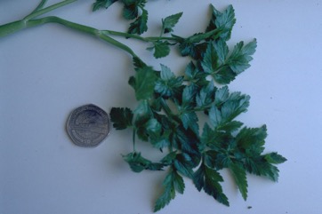 Water drop wort, Water celery