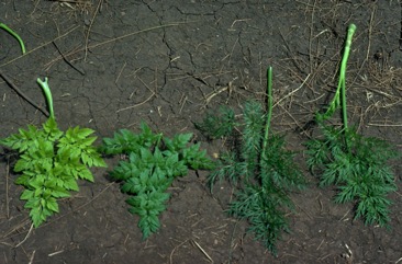 Water drop wort, Water celery