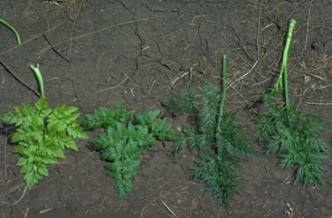 Water drop wort, Water celery