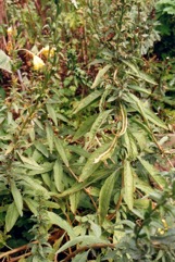 Evening primrose