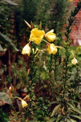 Evening primrose
