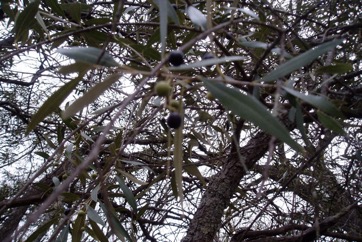 Wild olive, Africa Olive