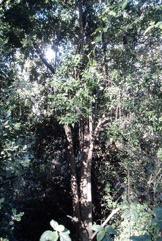 Wild olive, Africa Olive