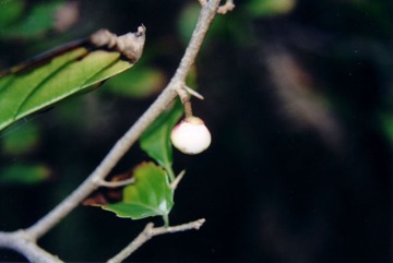Fried egg tree, Snuff-box tree