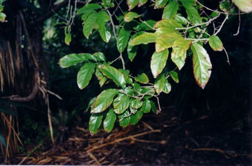 Fried egg tree, Snuff-box tree