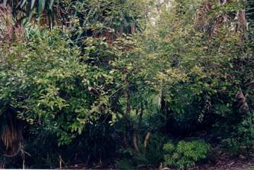 Fried egg tree, Snuff-box tree