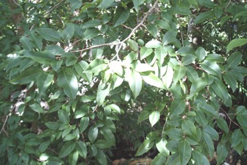 Fried egg tree, Snuff-box tree