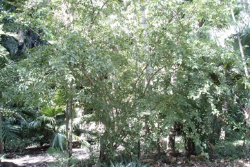 Fried egg tree, Snuff-box tree
