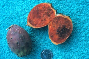 Sweet prickly pear, Indian fig