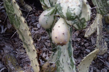 Sweet prickly pear, Indian fig
