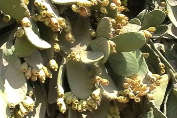 Sweet prickly pear, Indian fig