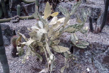 Sweet prickly pear, Indian fig