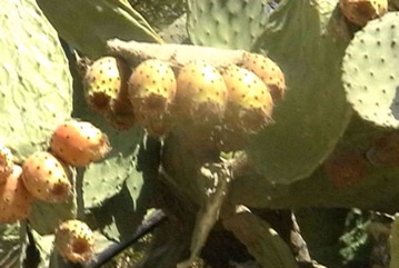 Sweet prickly pear, Indian fig