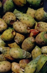 Sweet prickly pear, Indian fig