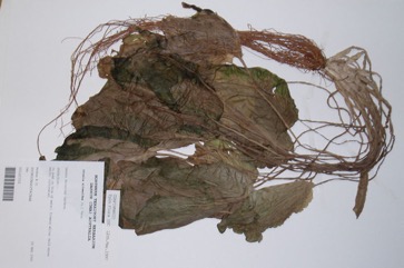 Pond Lettuce