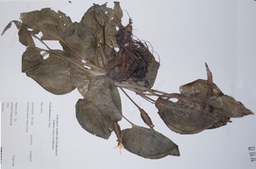 Pond Lettuce
