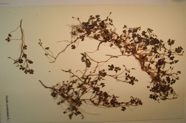 Yellow wood-sorrel