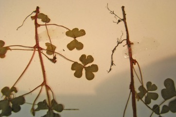 Yellow wood-sorrel