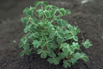 Oca
