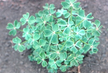 Oca