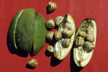 Guiana Chestnut, Water Chestnut