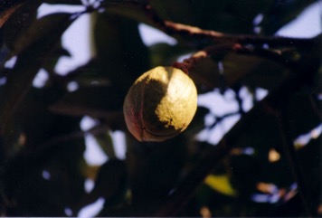 Guiana Chestnut, Water Chestnut