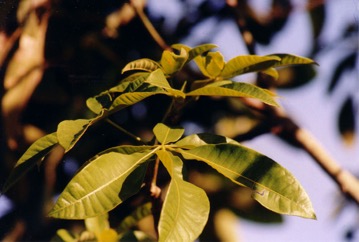 Guiana Chestnut, Water Chestnut