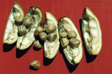 Guiana Chestnut, Water Chestnut
