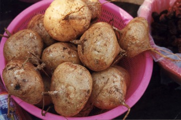 Yam bean, Jicama