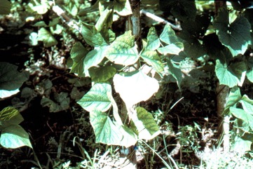 Yam bean, Jicama