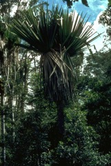 Wild karuka