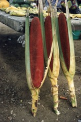 Marita, red fruit pandan