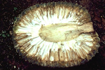 Karuka