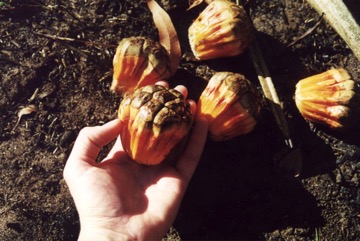 Spring Pandanus, Screw Palm, Lidool