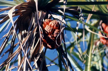 Spring Pandanus, Screw Palm, Lidool