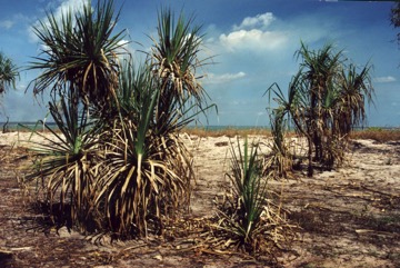 Spring Pandanus, Screw Palm, Lidool