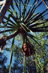 Spring Pandanus, Screw Palm, Lidool