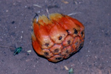 Spring Pandanus, Screw Palm, Lidool
