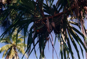 Coastal Pandanus, Beach pandanus, Screwpine