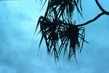 Coastal Pandanus, Beach pandanus, Screwpine