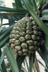 Coastal Pandanus, Beach pandanus, Screwpine