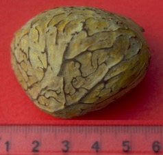 Sis, Pangi, Kluwak tree